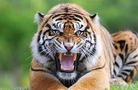 Fake Photo And Feces Prove Tiger Presence In Tiger Reserve - गजब का  भ्रष्टाचार: फर्जी फोटो और मल के जुगाड़ से टाइगर रिजर्व में साबित की बाघ की  उपस्थिति, अबतक 40 करोड़